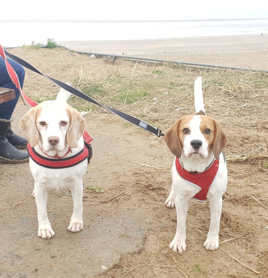Doggos beach.jpg
