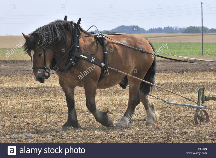 cart-horse-in-front-of-a-harrow-on-a-stubble-field-D6F09N.jpg