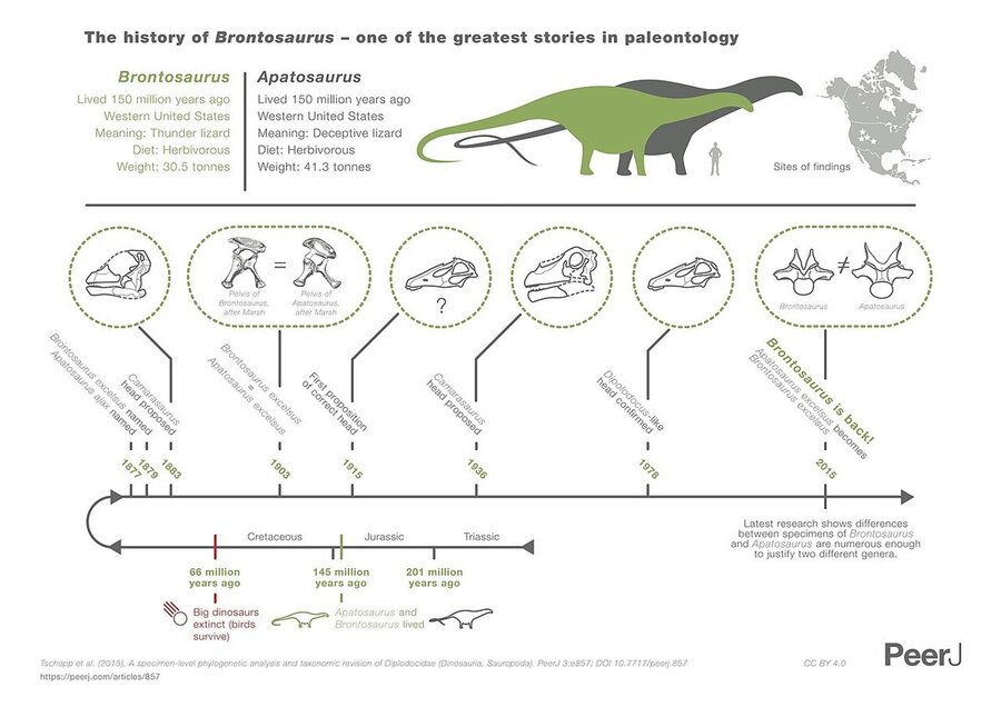 1280px-Brontosaurus_infographic.jpg