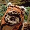 Wicket